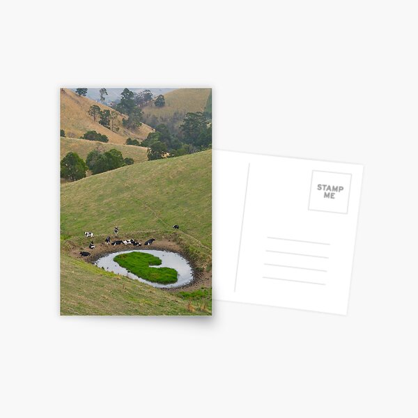 Item preview, Cows at rest before hill-walking. Gippsland, Victoria. designed and sold by johnrf.