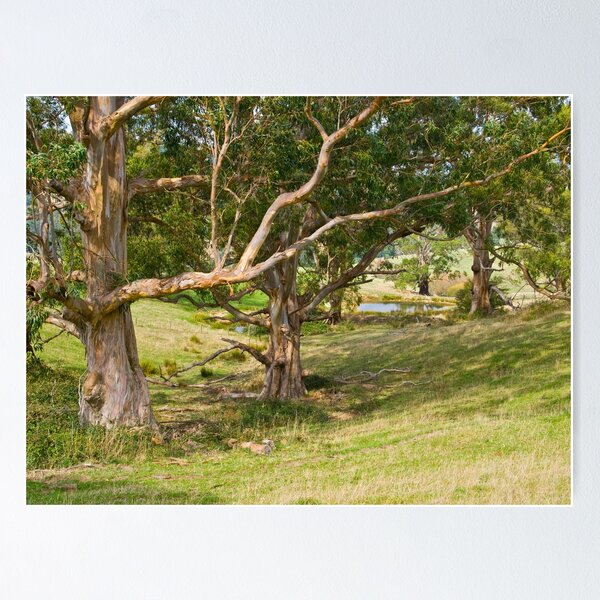 Item preview, Remnant Eucalyptus forest in the Gippsland ranges. designed and sold by johnrf.