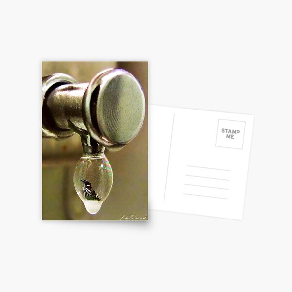 Bird in a Bubble Postcard