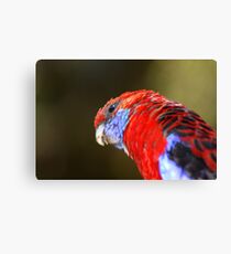 Crimson Rosella Canvas Print