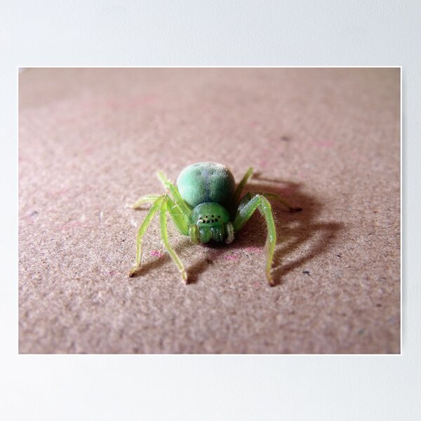 Item preview, Face to Face with a Green Sparassid... designed and sold by LouJay.