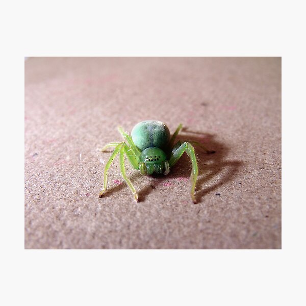 Item preview, Face to Face with a Green Sparassid... designed and sold by LouJay.