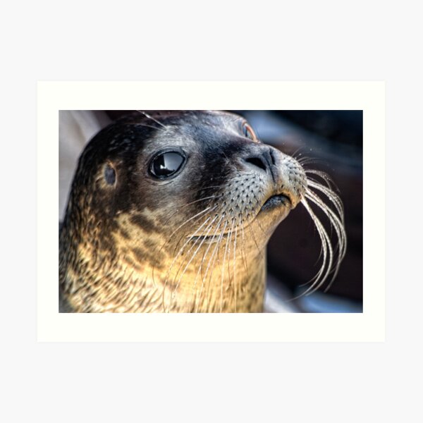 Check Out My Whiskers! Art Print