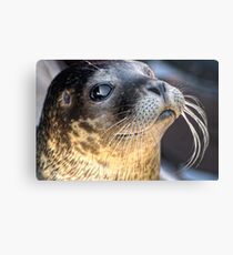 Check Out My Whiskers! Metallbild