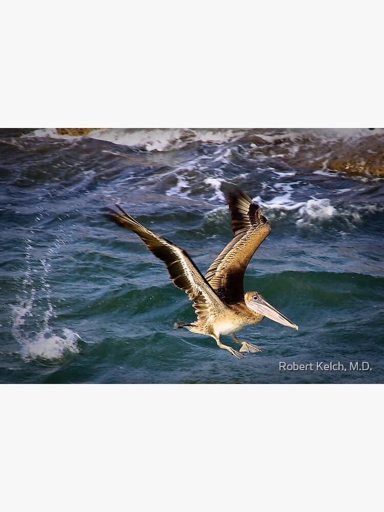 “Brown Pelican, Port Aransas, Texas” Framed Art Print for Sale by