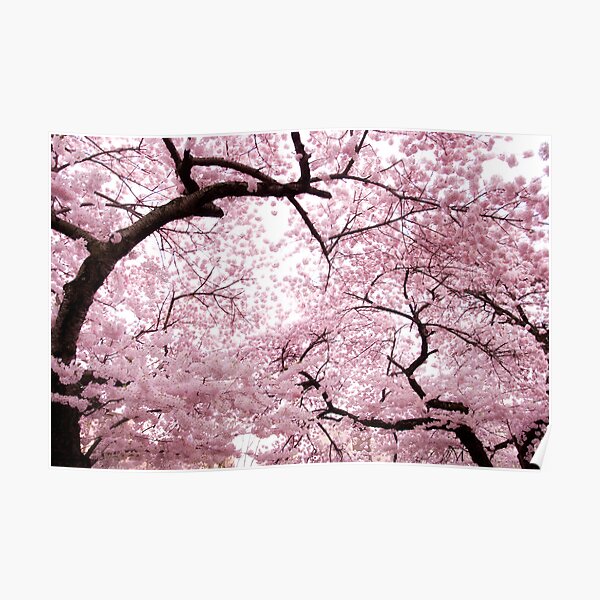 Cherry Blossoms Poster