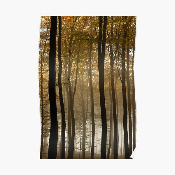 Forêt en automne Poster