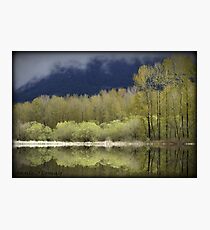 Trees of Spring Photographic Print
