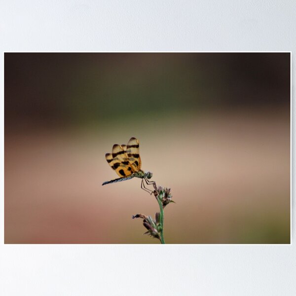 Item preview, Halloween Pennant Dragonfly designed and sold by Respite Artwork.