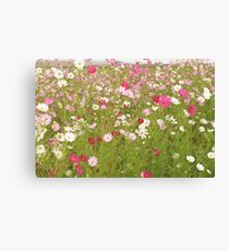 Cosmos Flowers Leinwanddruck