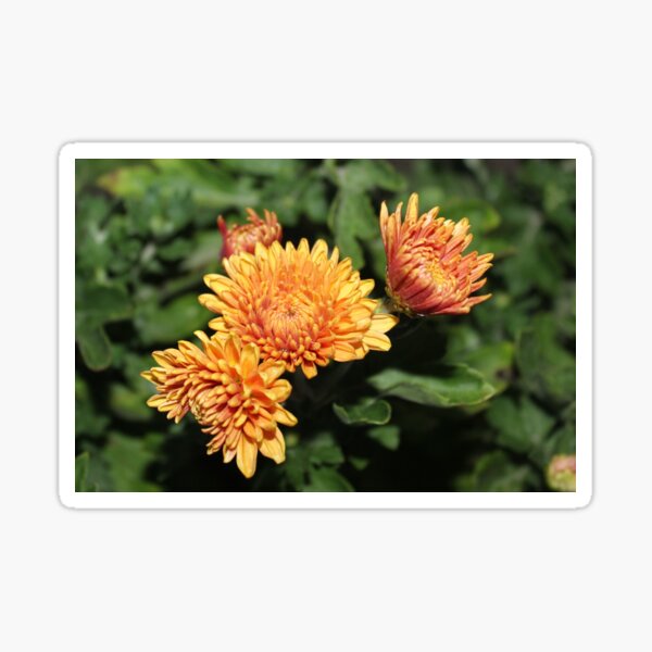 Item preview, Chrysanthemum designed and sold by Feyacvetov.