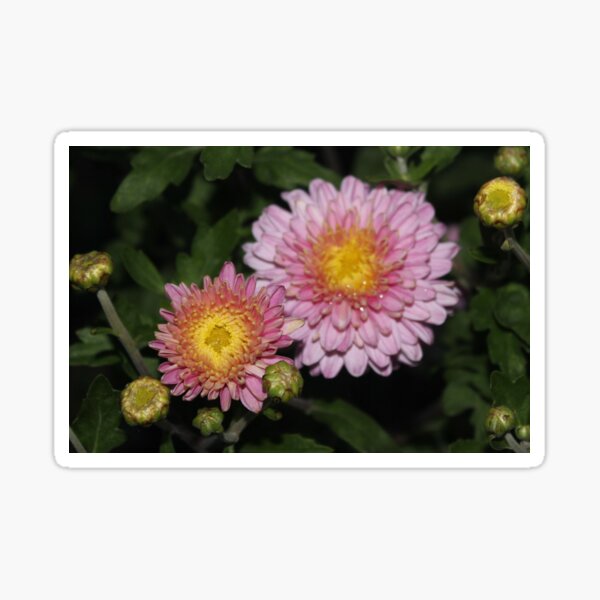 Item preview, Chrysanthemum designed and sold by Feyacvetov.