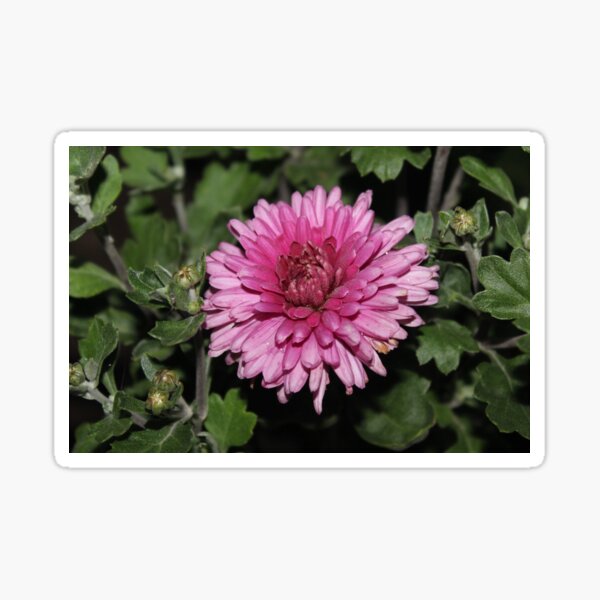 Item preview, Chrysanthemum designed and sold by Feyacvetov.