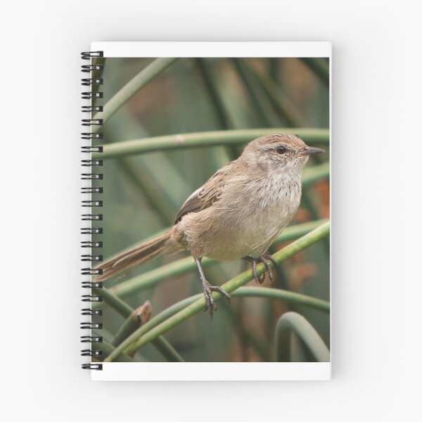 Item preview, Little Grassbird - Megalurus gramineus designed and sold by Barb Leopold.