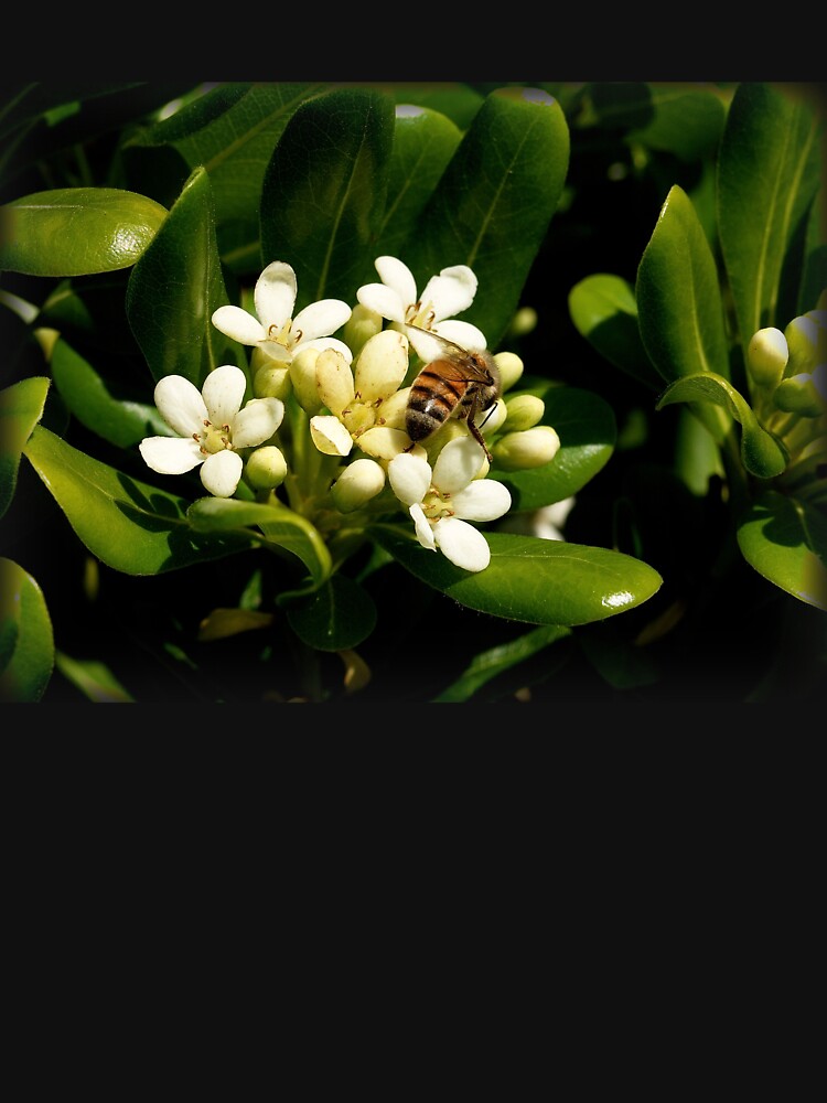 Honeybee at Her Springtime Work by douglasewelch