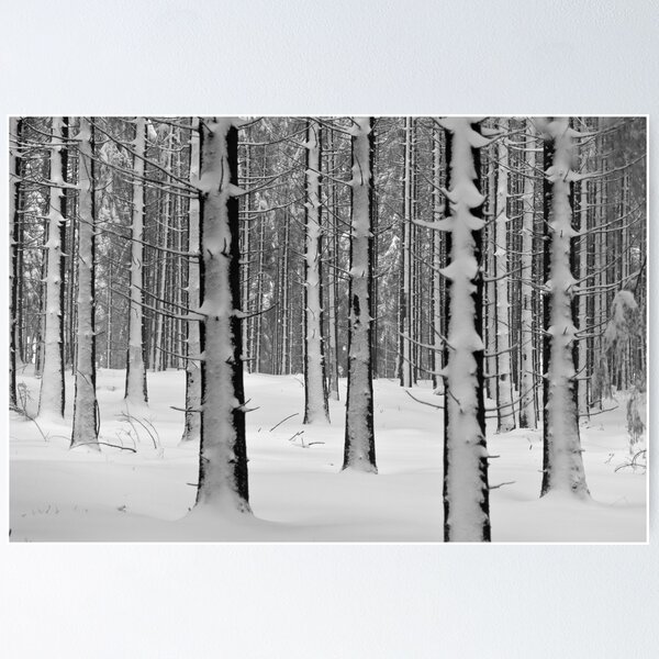Forêt en hiver Poster