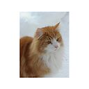 Norwegian Forest Cat Orange And White Ipad Case Skin By Marasdaughter Redbubble