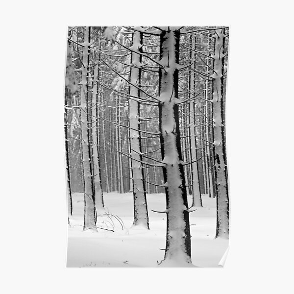 Forêt en hiver Poster