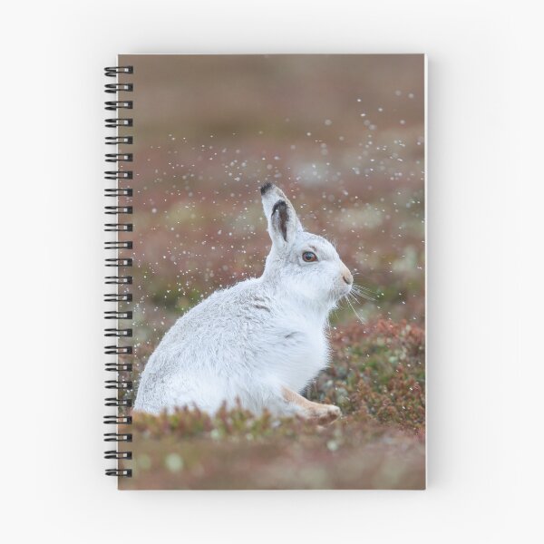 Item preview, Wet mountain hare shaking off the rain  designed and sold by chanonry.