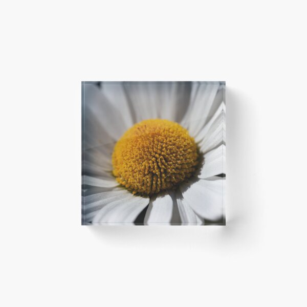 Item preview, oxeye daisy designed and sold by codaimages.