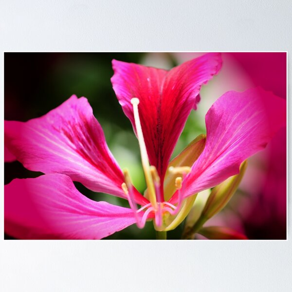 Item preview, Japanse Orchid designed and sold by Kathleen Struckle.