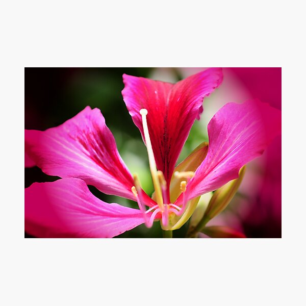 Item preview, Japanse Orchid designed and sold by Kathleen Struckle.