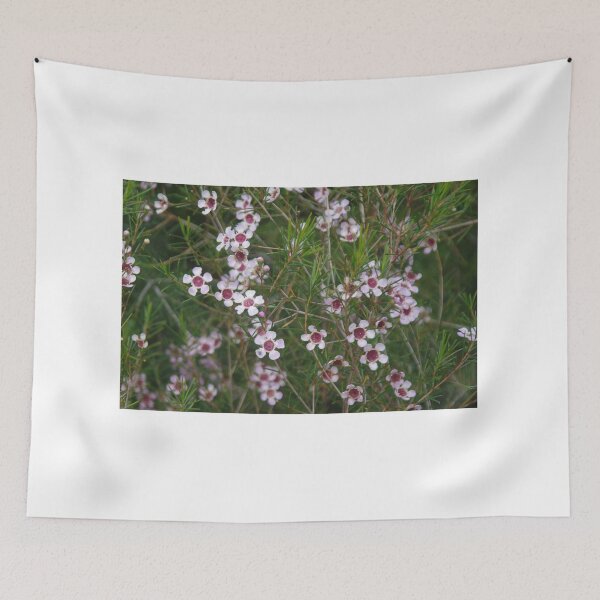 Item preview, Geraldton Wax At Kings Park designed and sold by lezvee.
