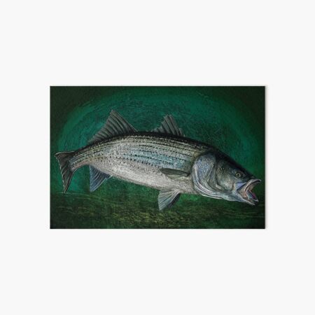 Vista previa del artículo con la obra «Bajo rayado de pesca», diseñado y vendido por fishweardesigns.