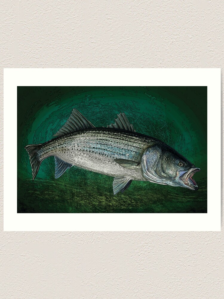 Striped Bass Fishing Art Print Art Print for Sale by