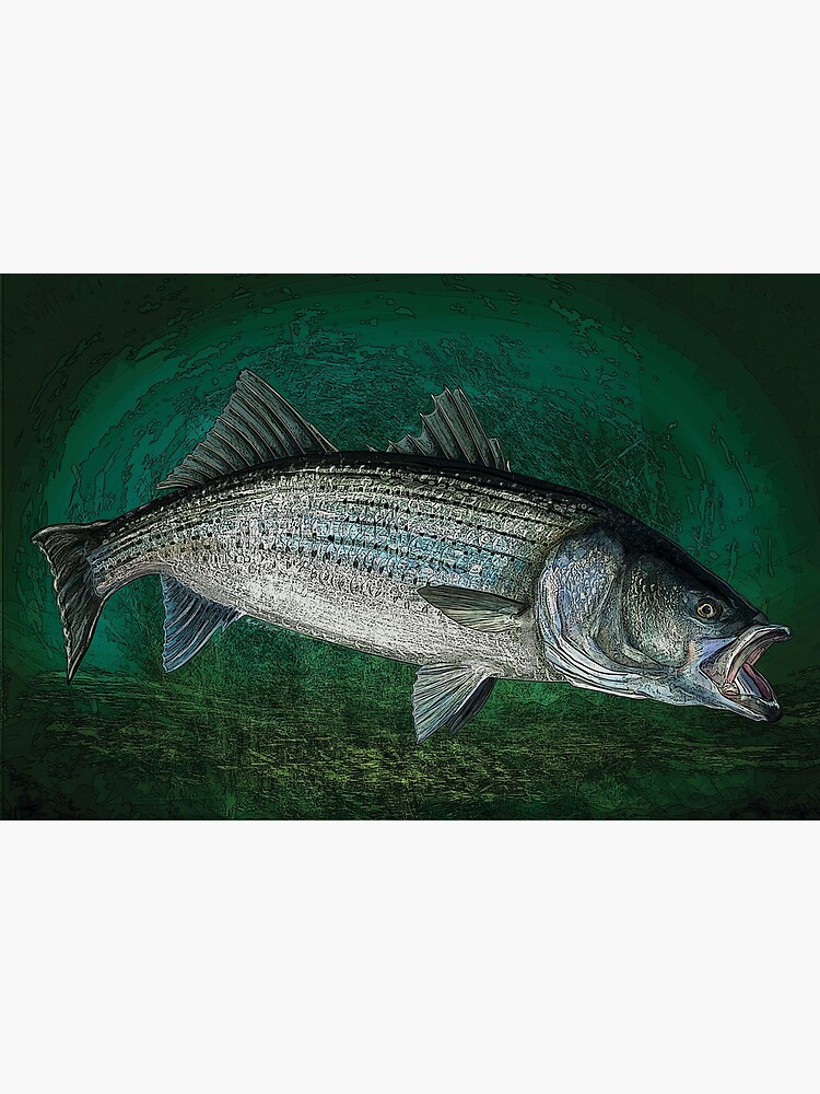 Striped Bass Fishing Art Print Art Print for Sale by