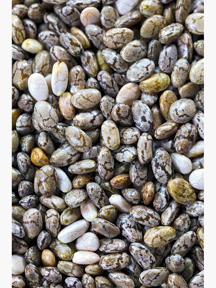 Black Chia seeds by fardad