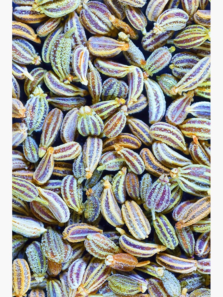 Carom seeds, macro by fardad