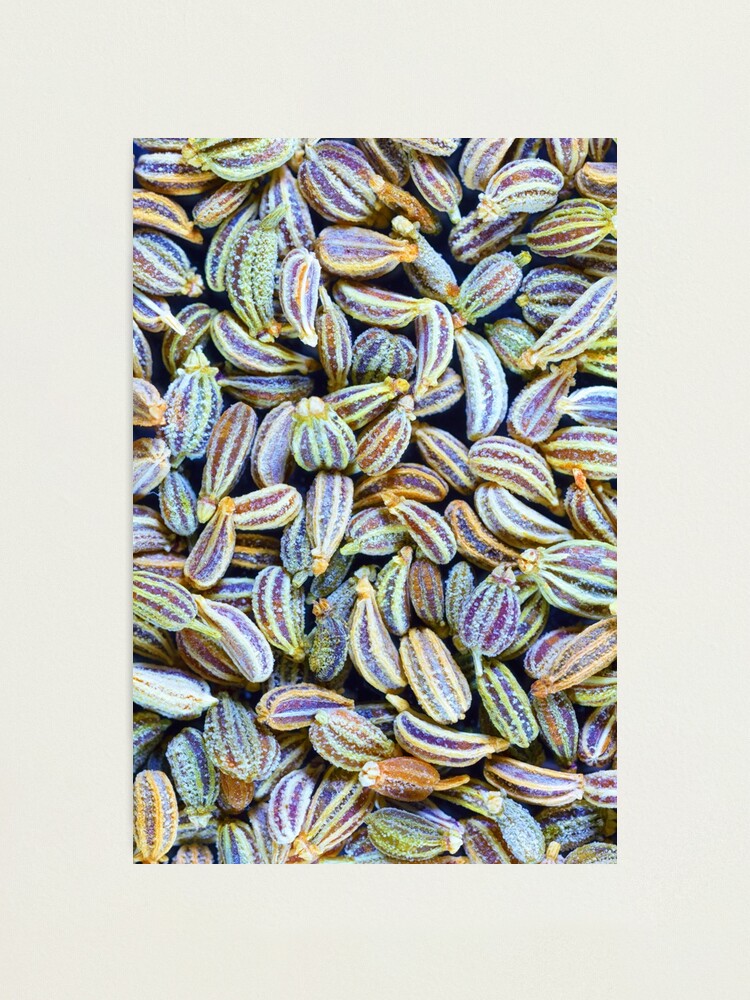 Alternate view of Carom seeds, macro Photographic Print