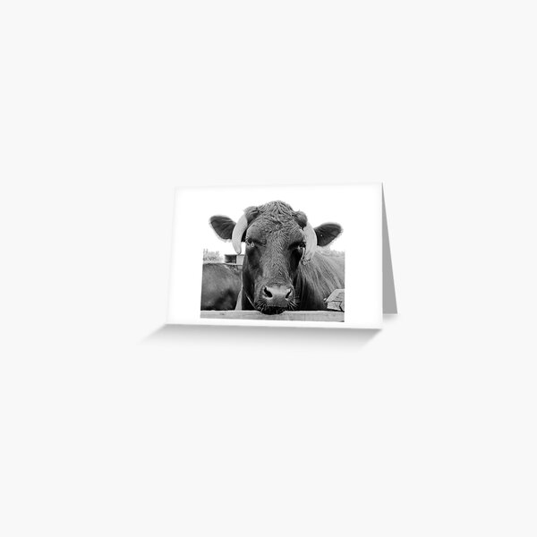 Feeling a tad bullish Greeting Card