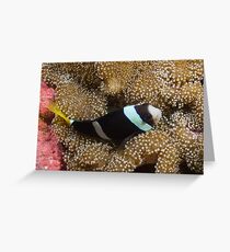 Clarks Clownfish (Amphiprion clarkii) on Anemone Greeting Card