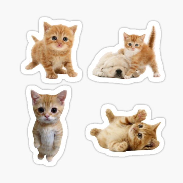 icons, headers, etc.  Cat memes, Pretty cats, Baby cats