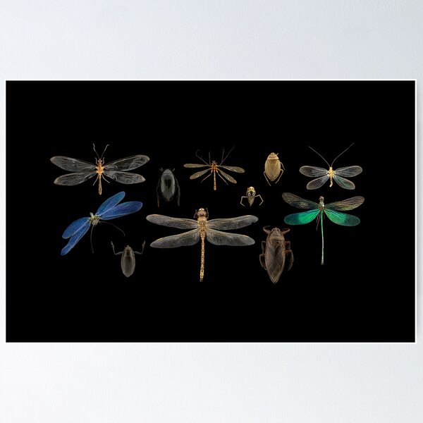 Item preview, Aquatic Macro Invertebrates designed and sold by BiosecurityColl.