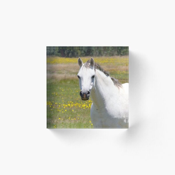 Sampson Acrylic Block