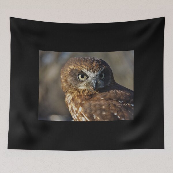 Item preview, Boobook owl designed and sold by derbyshireduck.