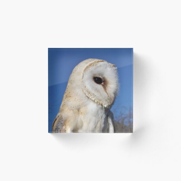 Item preview, Blue skies Barn Owl designed and sold by derbyshireduck.