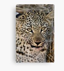 Snarl Canvas Print