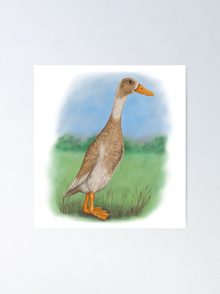 indian runner duck