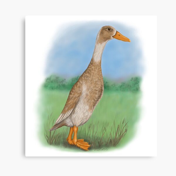 Impressions Sur Toile Sur Le Theme Coureur Indien Canard Redbubble