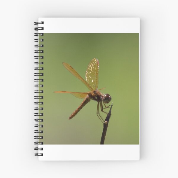 Item preview, Eastern Amberwing designed and sold by Mark Rosenstein.