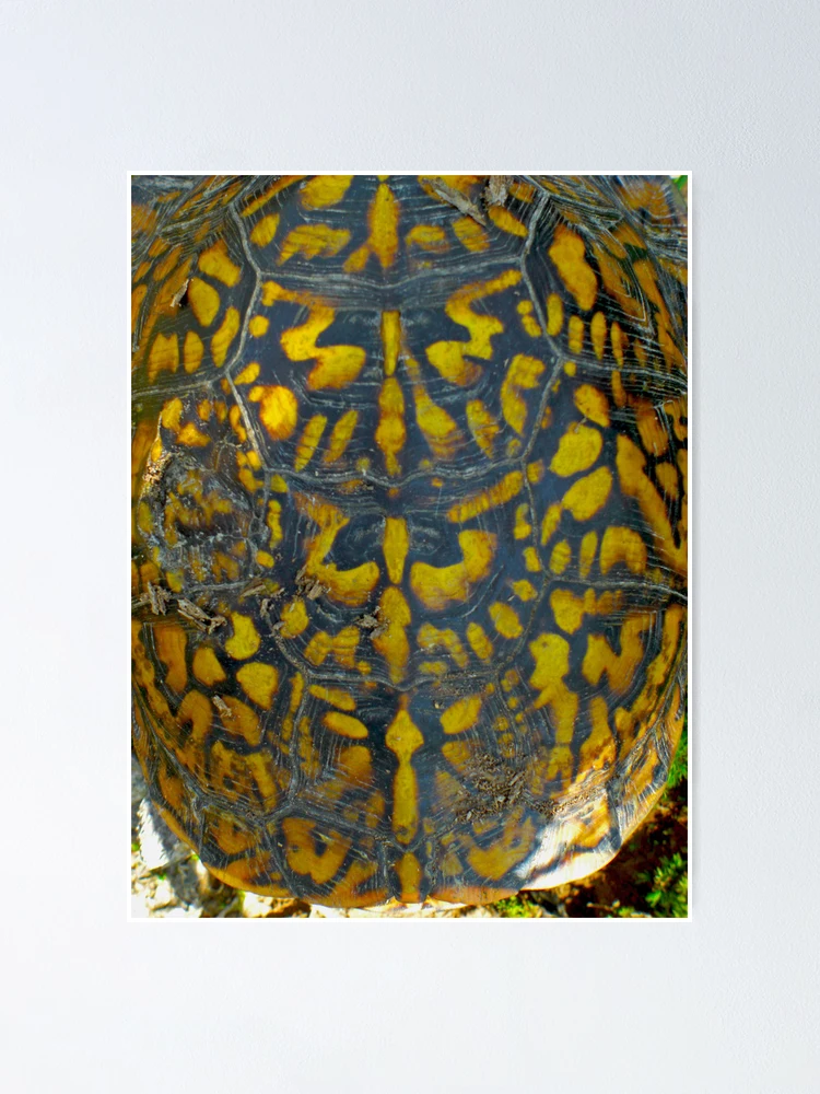 Thumbnail 1 of 3, Poster, Shell designed and sold by ZombieEnnui.