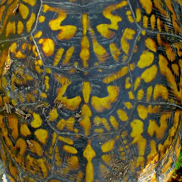 Artwork thumbnail, Shell by ZombieEnnui
