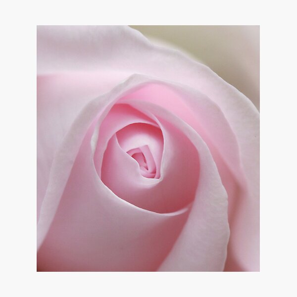 Item preview, shell pink designed and sold by JulesVandermaat.