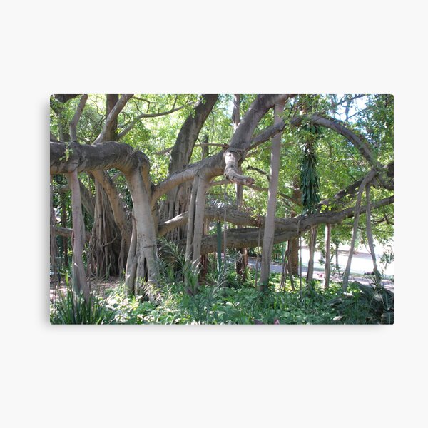 Banyan Tree Canvas Prints Redbubble