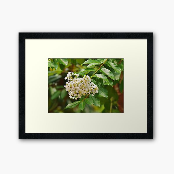 Item preview, White Crepe Myrtle designed and sold by Scott Mitchell.