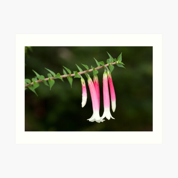 Fuchsia Heath - Epacris longiflora Art Print